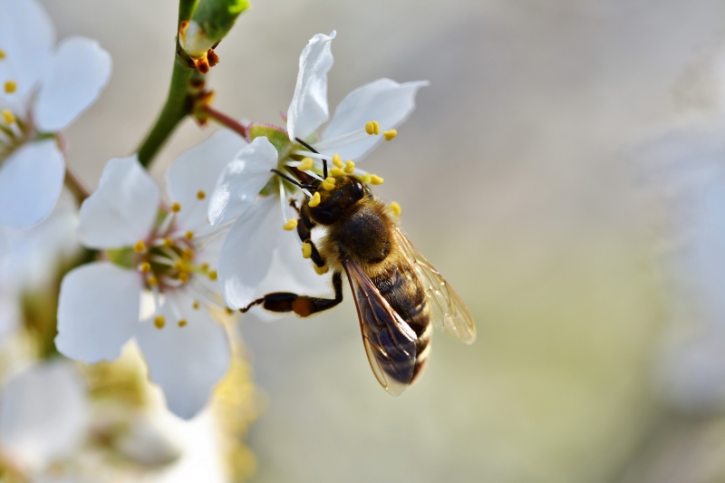 jardinerie-PONTEVES-min_bee-4092986